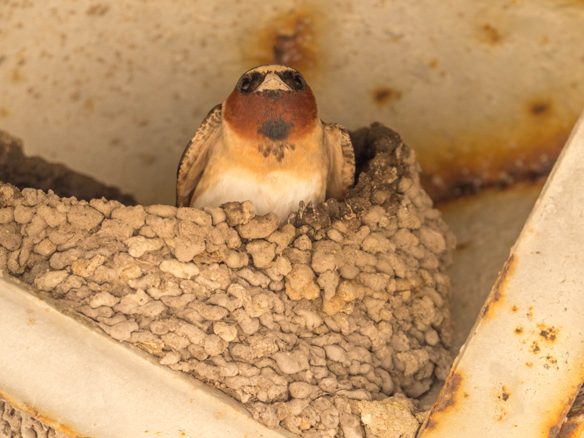 Cliff Swallow on nest
